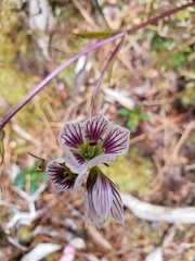 Gentianella tenuifolia