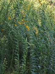 Crotalaria juncea