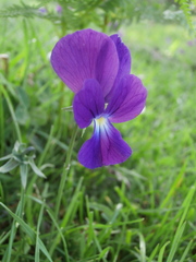 Viola aethnensis