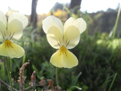 Viola aethnensis