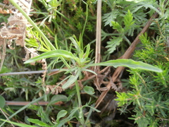 Viola aethnensis