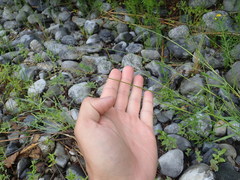 Dichanthelium spretum