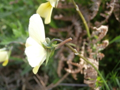 Viola aethnensis
