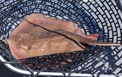 Atlantic Stingray photographed in Louisiana