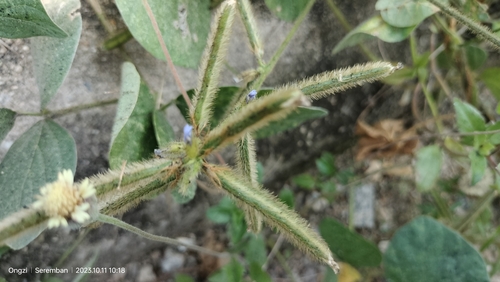 Image of Calopogonium mucunoides by (c) Ong Jyh Seng, some rights reserved (CC BY-SA)