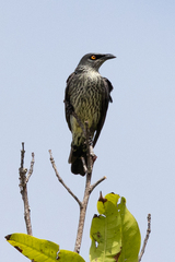 Singing Starling photo 2