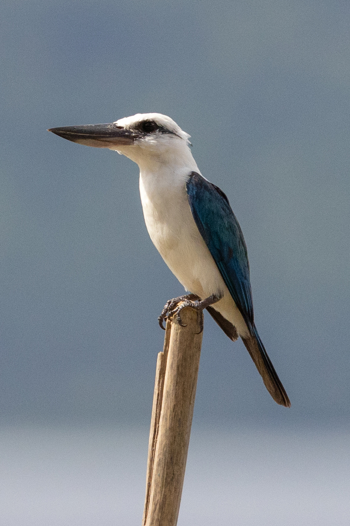 Beach Kingfisher photo