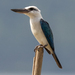 Beach Kingfisher - Photo (c) John D Reynolds, some rights reserved (CC BY-NC), uploaded by John D Reynolds