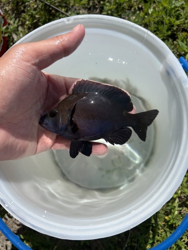 Black hamlet (Hypoplectrus nigricans) — Serranidae — 3