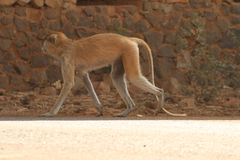 Erythrocebus patas patas