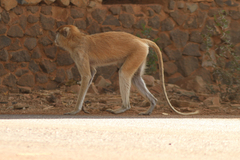 Erythrocebus patas patas