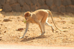 Erythrocebus patas patas