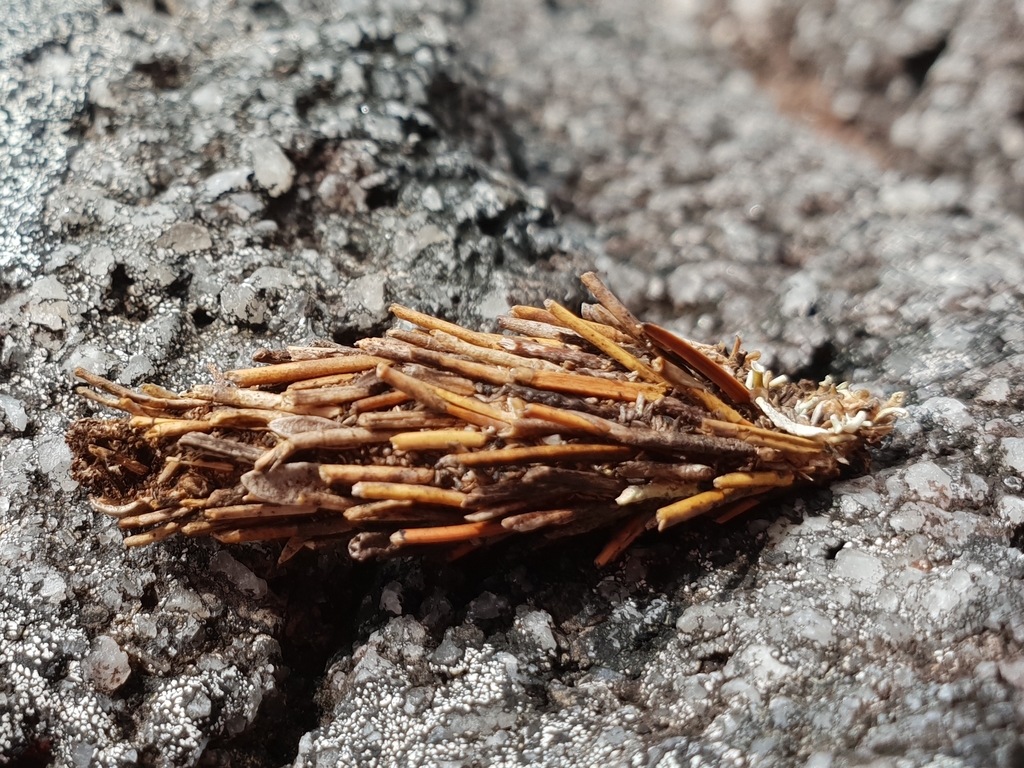 Orophora