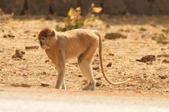 Erythrocebus patas patas