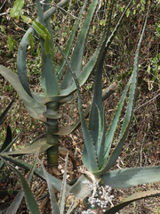 Aloe rabaiensis