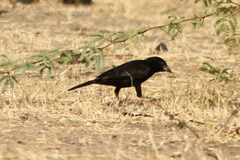 Bubalornis albirostris