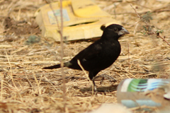 Bubalornis albirostris