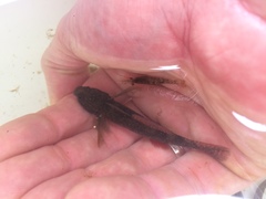 Paratya curvirostris