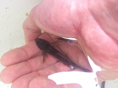 Paratya curvirostris