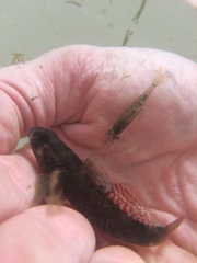 Paratya curvirostris