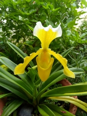 Paphiopedilum