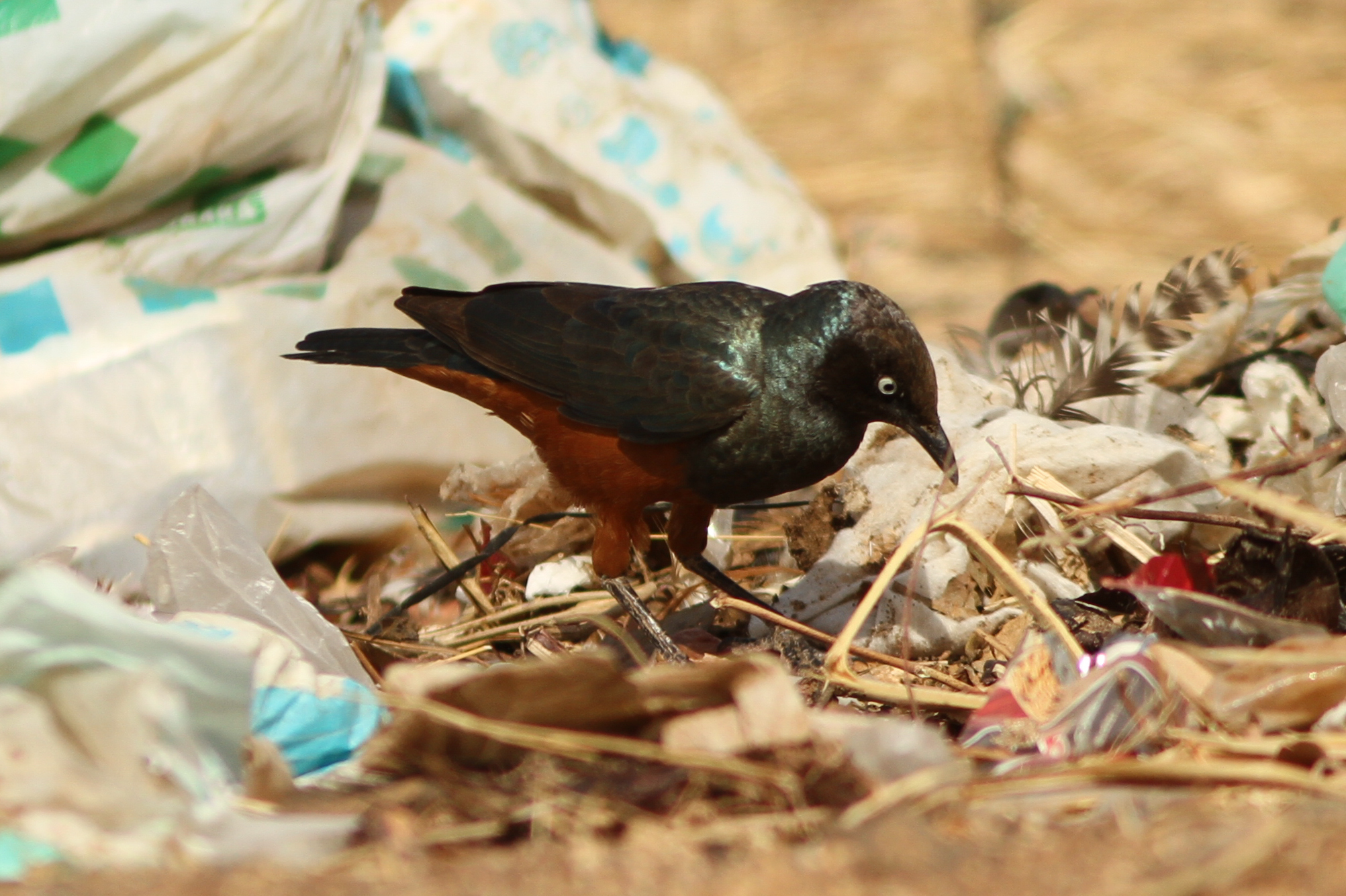 Chestnut-bellied Starling illustration