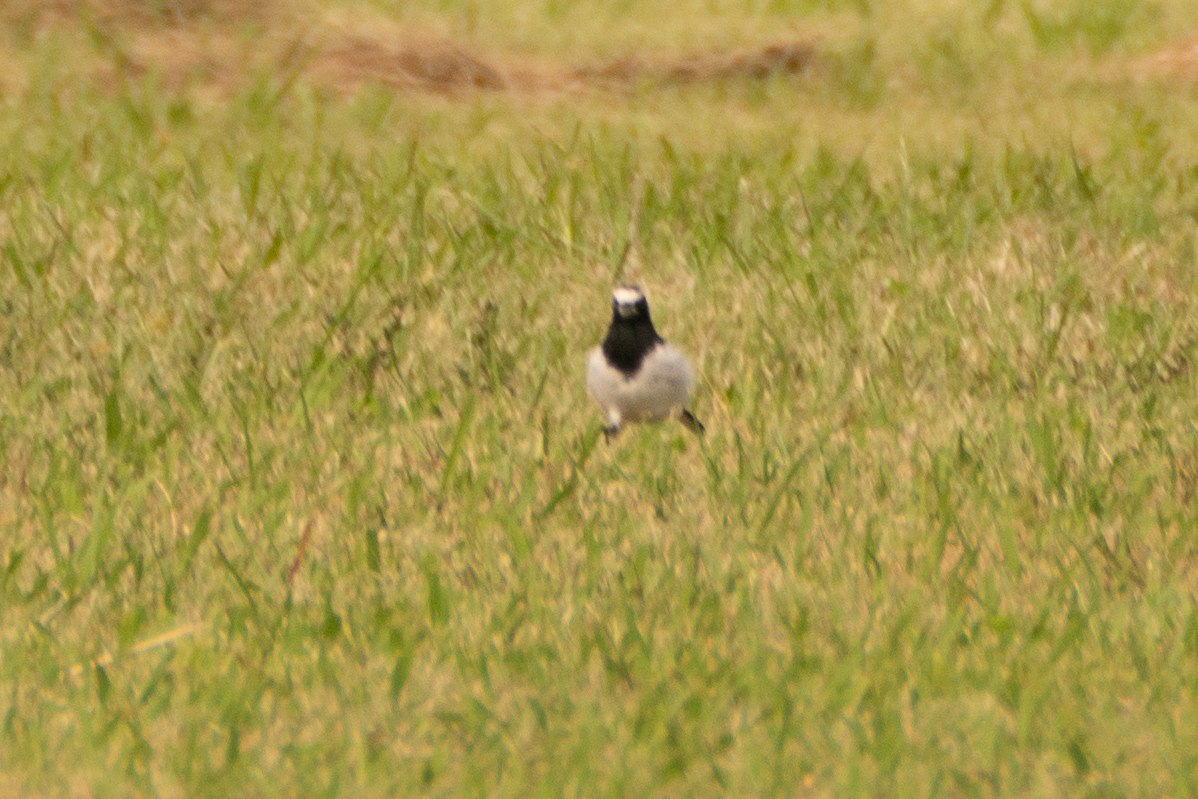 Japanese Wagtail illustration