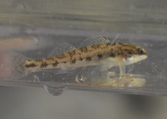 Chickasaw Darter photo 5