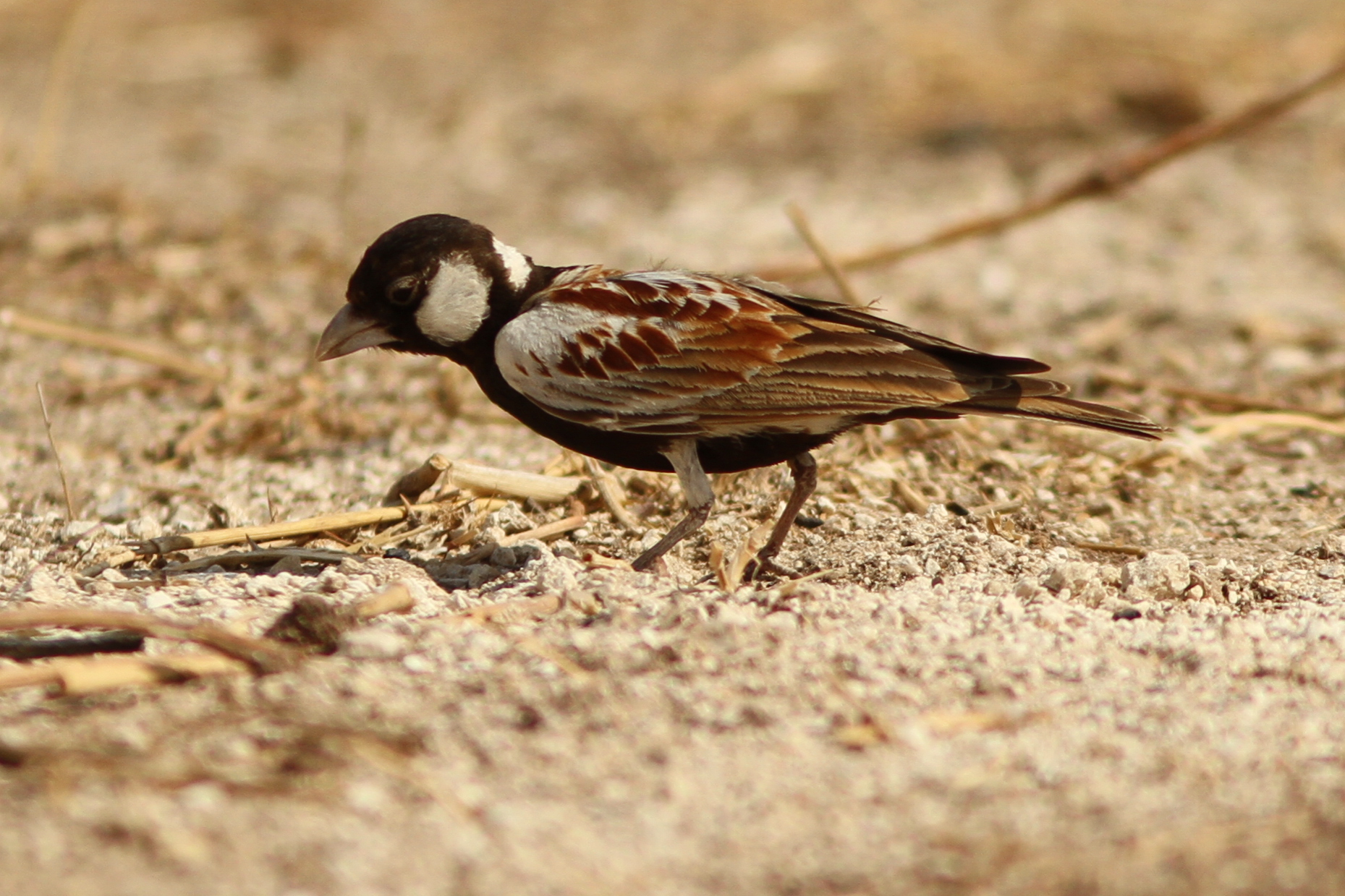 Chestnut-backed Sparrow-Lark illustration