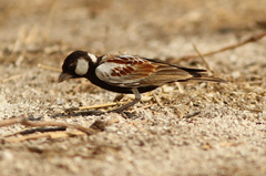 Eremopterix leucotis