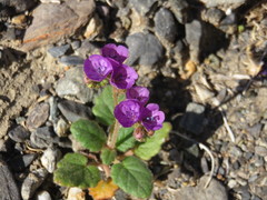 Phacelia calthifolia