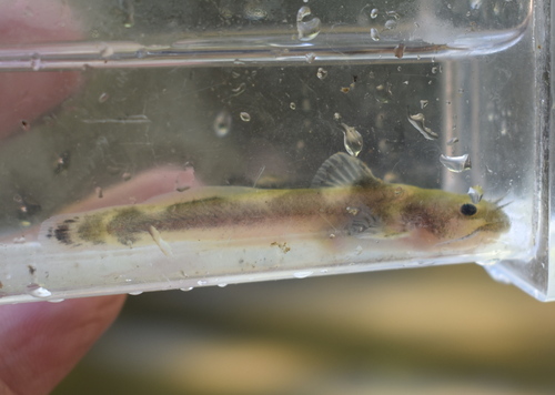 Least madtom (Noturus hildebrandi) — Ictaluridae — 3