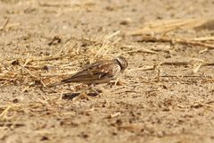 Eremopterix leucotis