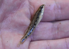 Chickasaw Darter photo 4