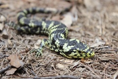 Banded Arboreal Alligator Lizard photo 2