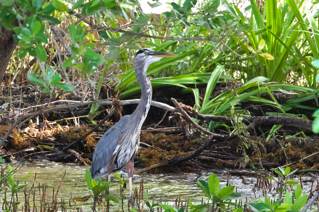 Great Blue Heron from Miami-Dade County, FL, USA on October 5, 2023 at ...