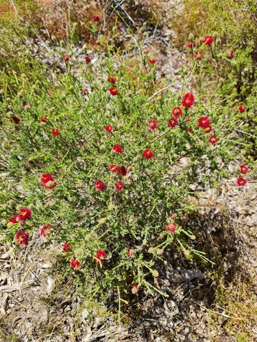 Image of Melaleuca purpurea by (c) Belinda Forbes, some rights reserved (CC BY)
