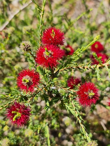 Image of Melaleuca purpurea by (c) Belinda Forbes, some rights reserved (CC BY)