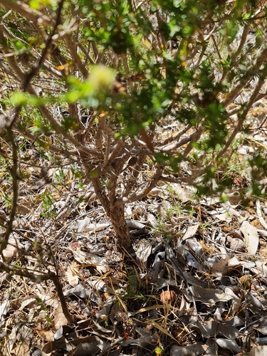 Image of Melaleuca purpurea by (c) Belinda Forbes, some rights reserved (CC BY)