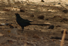 Lamprotornis caudatus