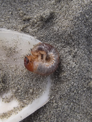 Pericoptus truncatus