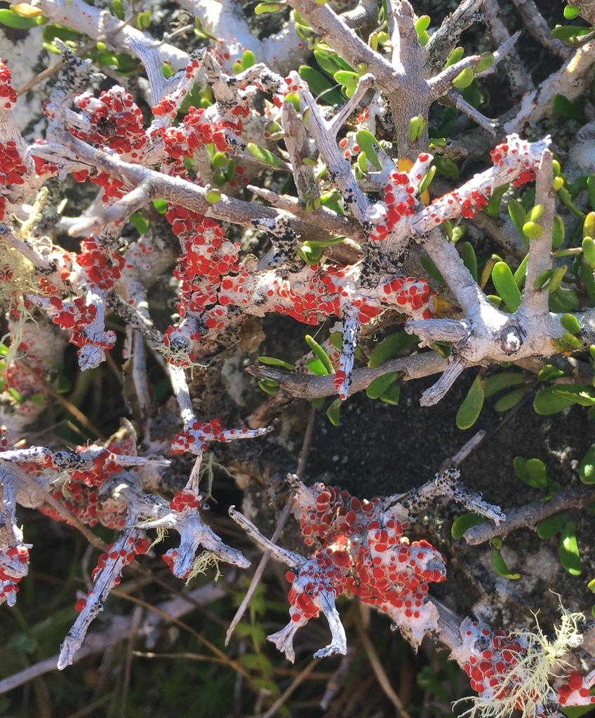 Haematomma alpinum