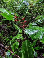 Heliconia spathocircinata