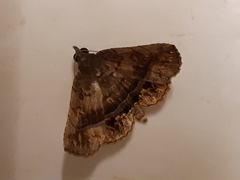 Pangrapta aviusalis