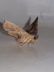 Pangrapta aviusalis