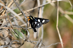 Androloma disparata