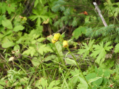 Image of Senecio bigelovii by (c) Jared Shorma, some rights reserved (CC BY)