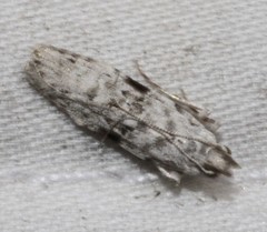 Hypatima