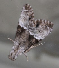 Alophosoma emmelopis