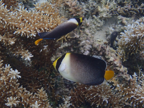 Butterflyfish (Chaetodontoplus mesoleucus) — Pomacanthidae